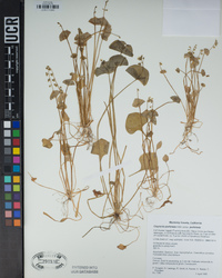 Claytonia perfoliata image