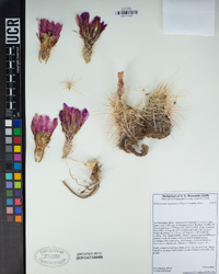 Echinocereus engelmannii image