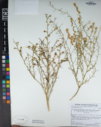 Ambrosia salsola var. salsola image