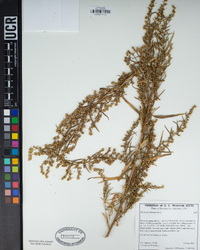 Artemisia dracunculus image