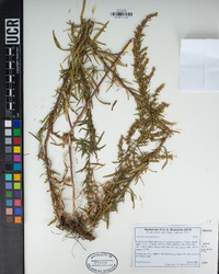 Artemisia dracunculus image