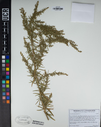 Artemisia dracunculus image