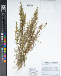 Artemisia dracunculus image