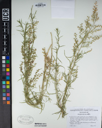 Artemisia dracunculus image