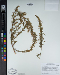 Artemisia dracunculus image