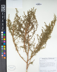 Artemisia dracunculus image