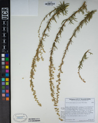 Artemisia ludoviciana subsp. incompta image