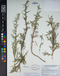 Artemisia ludoviciana subsp. incompta image