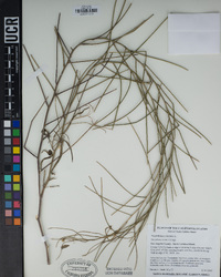 Sisymbrium orientale image