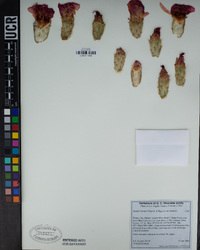Opuntia basilaris var. basilaris image
