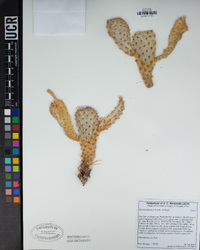 Opuntia basilaris image