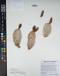 Opuntia basilaris var. brachyclada image