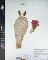 Opuntia basilaris image