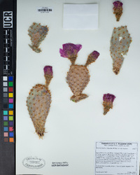 Opuntia basilaris var. basilaris image