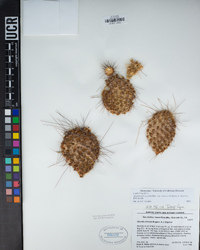 Opuntia polyacantha image