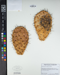 Opuntia littoralis image