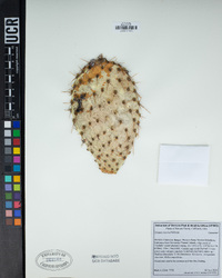 Opuntia oricola image
