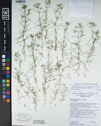 Leptosiphon floribundum subsp. hallii image