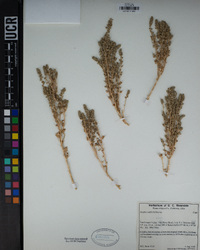 Atriplex coronata var. vallicola image