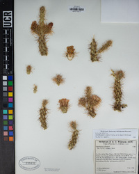 Cylindropuntia californica image