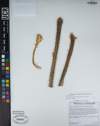 Peniocereus serpentinus image