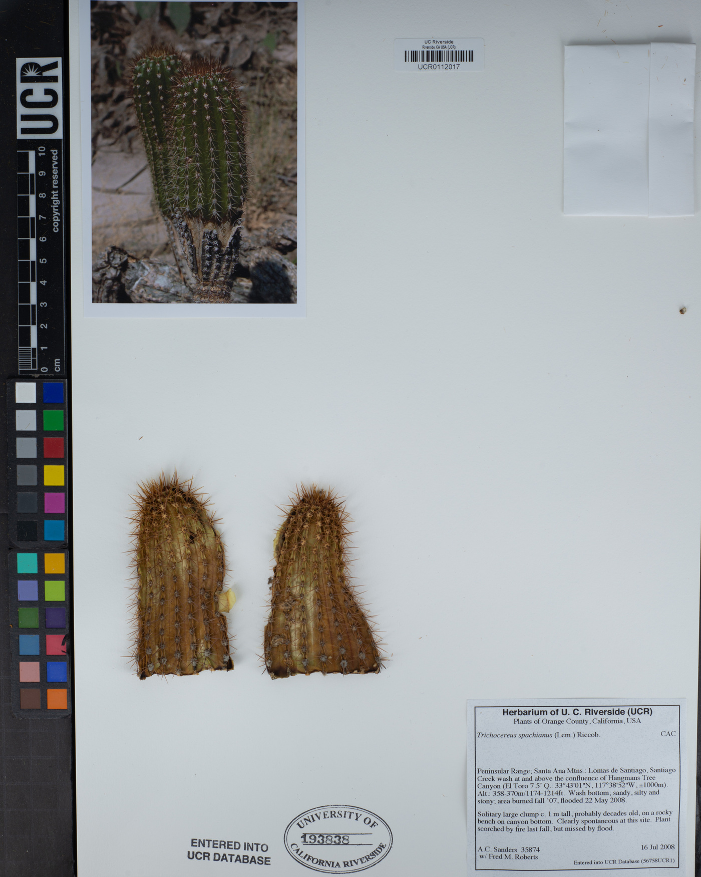 Trichocereus spachianus image