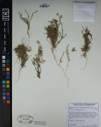 Chorizanthe brevicornu var. spathulata image