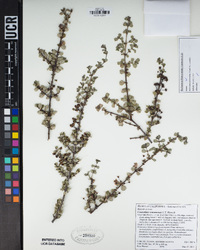 Ceanothus sonomensis image