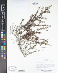 Ceanothus foliosus image