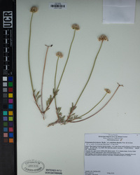 Eriogonum fasciculatum var. polifolium image