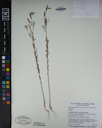 Clarkia epilobioides image