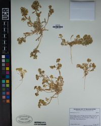 Lepidium flavum image