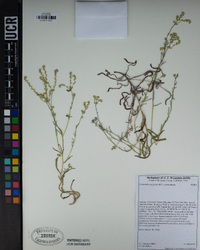 Cryptantha decipiens image