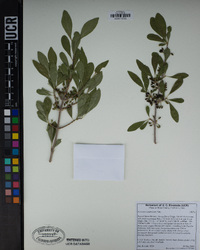 Forestiera pubescens image