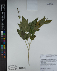 Actaea rubra image