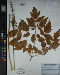 Actaea rubra subsp. arguta image