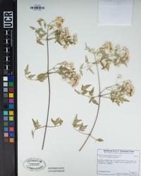 Clematis ligusticifolia image