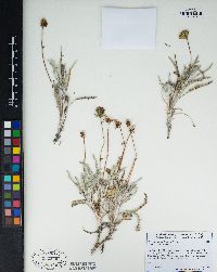 Chaenactis santolinoides image