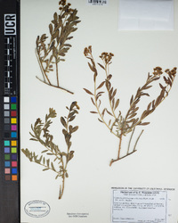 Comandra umbellata subsp. californica image