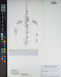 Sairocarpus vexillocalyculatus subsp. vexillocalyculatus image