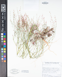 Eriogonum davidsonii image