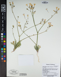 Gilia latiflora image