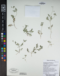 Eucrypta chrysanthemifolia var. bipinnatifida image