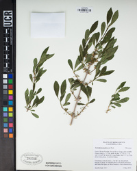 Forestiera pubescens image