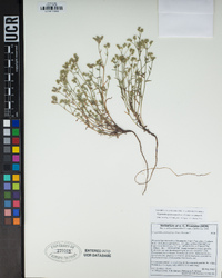 Cryptantha pterocarya image