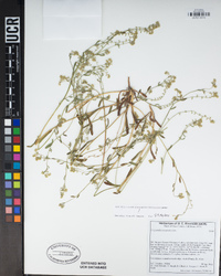 Cryptantha recurvata image