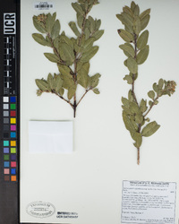 Arctostaphylos glandulosa image