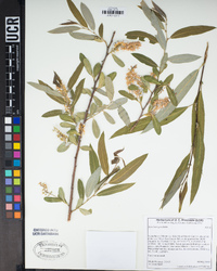 Salix laevigata image