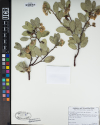 Arctostaphylos glandulosa image