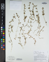 Calibrachoa parviflora image